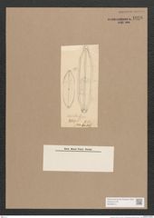 Navicula sp. (de-Toni-Nr.: Genus 1) Zeichnungen Sammlung Grunow Nr. 1636 (NHMW-BOT-W0368012)